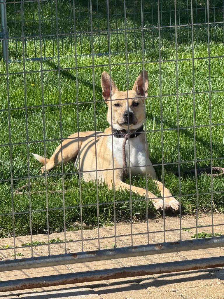 Nia, a Adopted mixed breed in Auburn, IN image 4/4