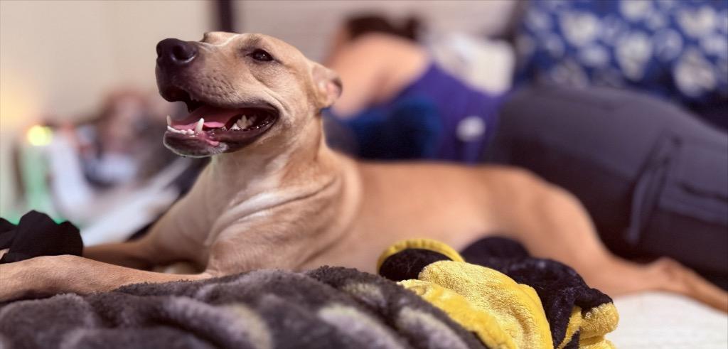 Enlarge Nia, a Adoptable mixed breed in Auburn, IN image 4/4