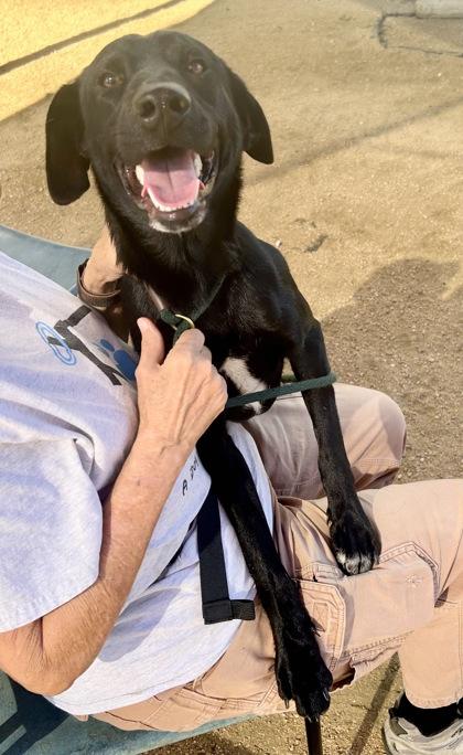 Enlarge Blackberry, a Adopted Mixed Breed in Georgetown, TX image 2/3