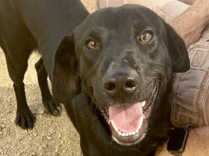 Enlarge Blackberry, a Adopted Mixed Breed in Georgetown, TX image 1/3