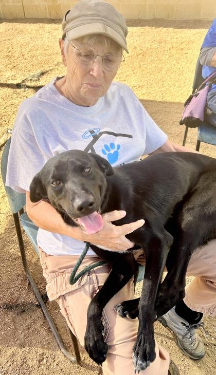 Enlarge Blackberry, a Adopted Mixed Breed in Georgetown, TX image 3/3