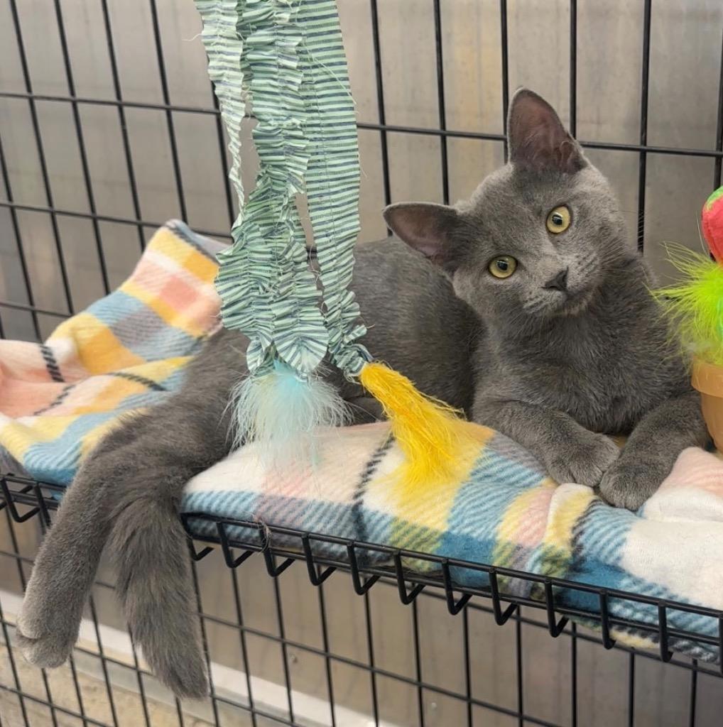 Cookie, Adoptable, Kitten Female Domestic Short Hair.