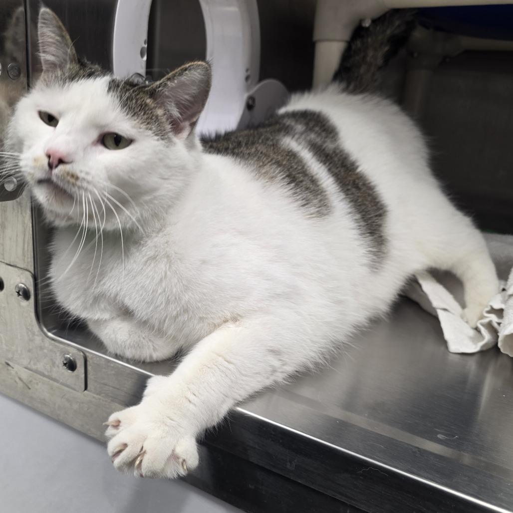 Enlarge Marlin, a Adoptable Domestic Short Hair in Fort Wayne, IN image 1/5