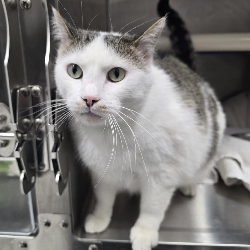 Enlarge Marlin, a Adoptable Domestic Short Hair in Fort Wayne, IN image 3/5