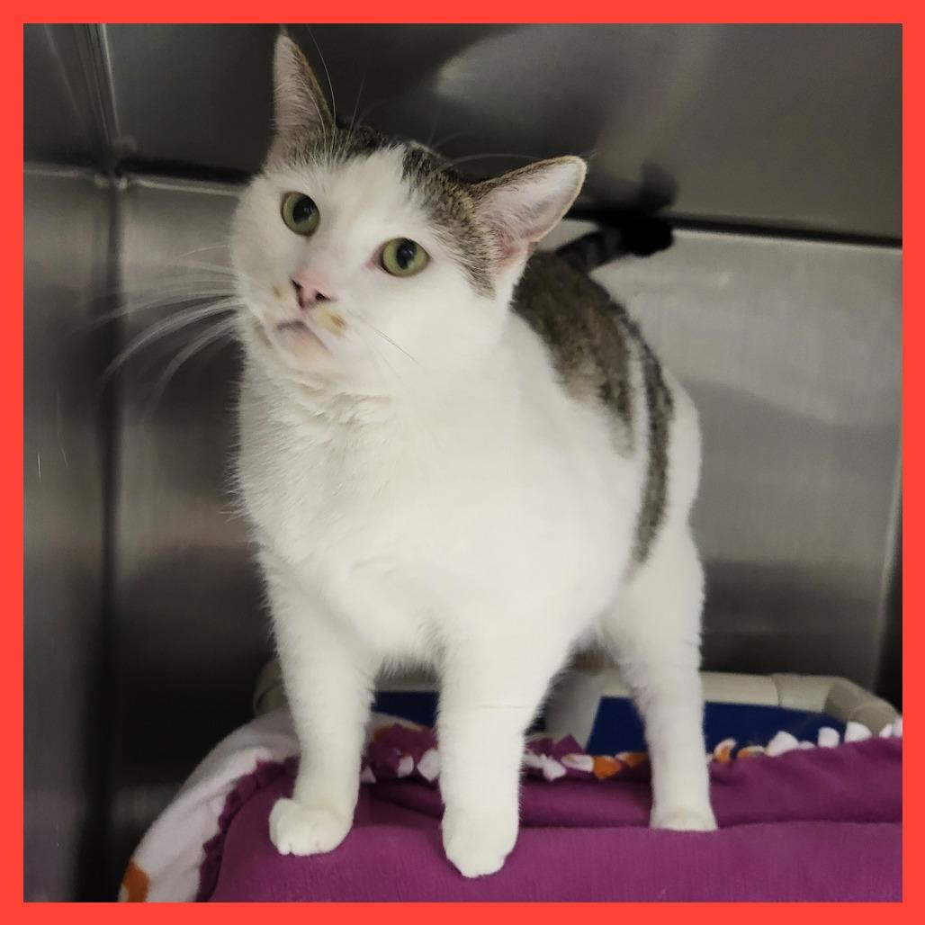 Enlarge Marlin, a Adoptable Domestic Short Hair in Fort Wayne, IN image 4/5