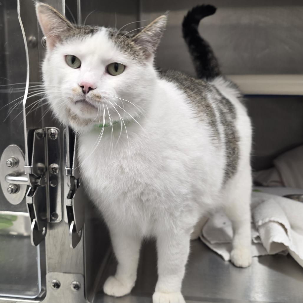 Enlarge Marlin, a Adoptable Domestic Short Hair in Fort Wayne, IN image 5/5