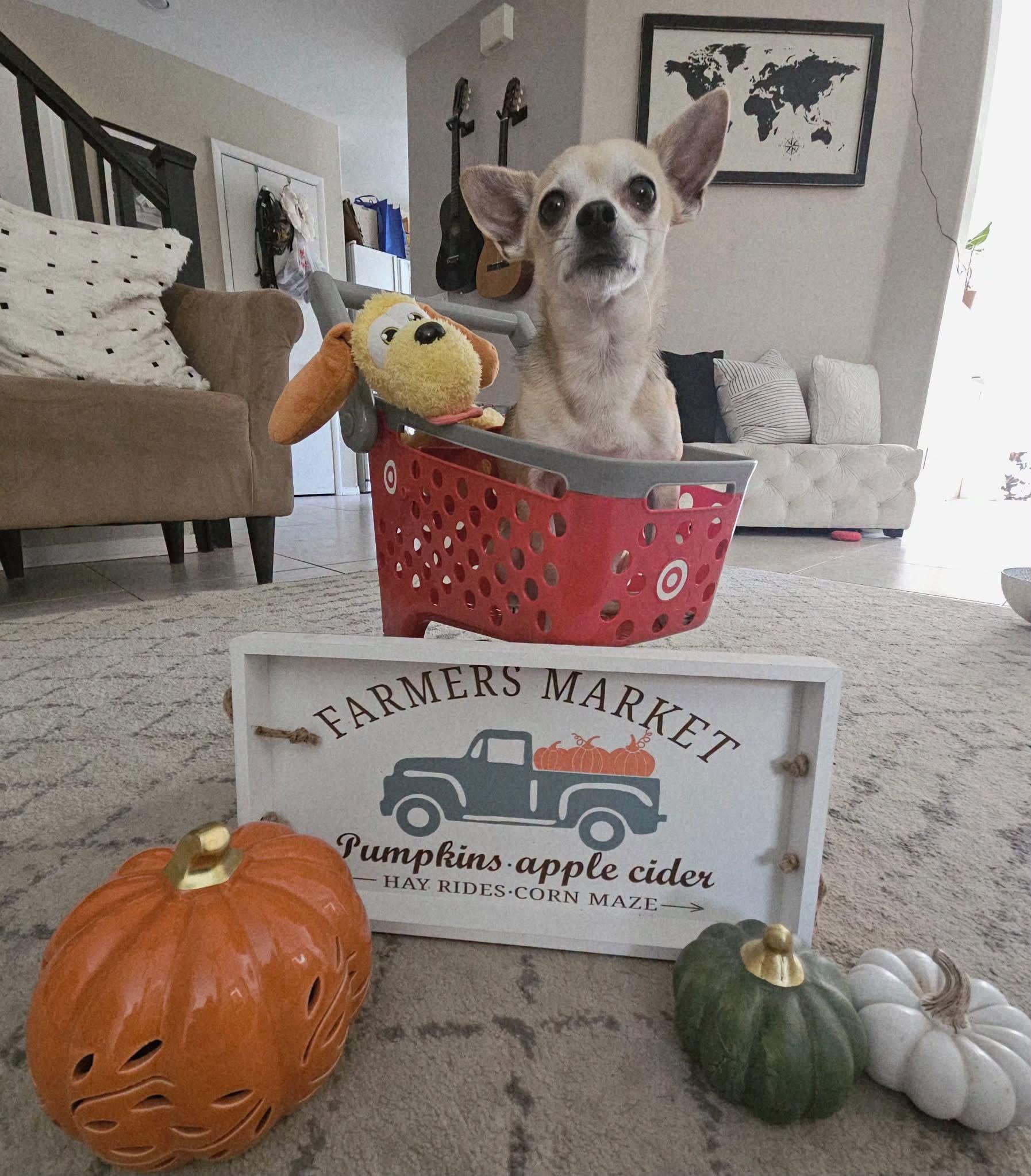 Peter Parker, Adoptable, Adult Male Chihuahua.