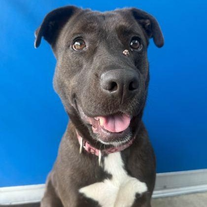 Enlarge BARBIE, a ADOPTABLE Mixed Breed in Fernandina Beach, FL image 1/5