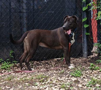 Enlarge BARBIE, a ADOPTABLE Mixed Breed in Fernandina Beach, FL image 2/4