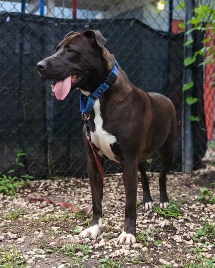 Enlarge BARBIE, a ADOPTABLE Mixed Breed in Fernandina Beach, FL image 3/4
