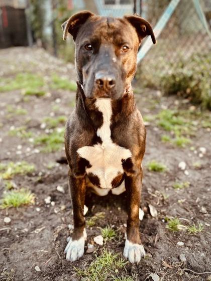 Enlarge BARBIE, a ADOPTABLE Mixed Breed in Fernandina Beach, FL image 4/4