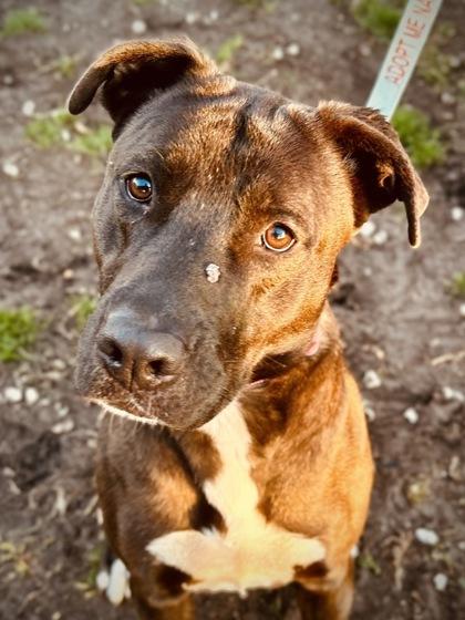 Enlarge BARBIE, a ADOPTABLE Mixed Breed in Fernandina Beach, FL image 1/4