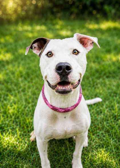 Enlarge Kathy Lee 64385, a Adoptable mixed breed in Aiken, SC image 1/1