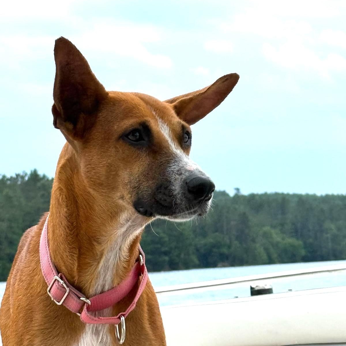 Enlarge Queenie, a Adoptable Mixed Breed in Sandwich, MA image 1/3