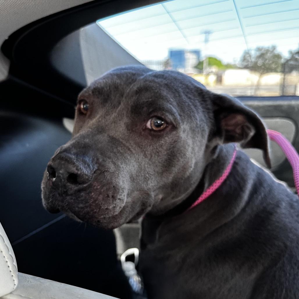 Enlarge Icarus, a Adoptable mixed breed in Phoenix, AZ image 3/6