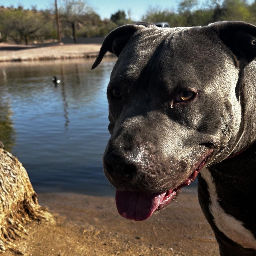 Enlarge Icarus, a Adoptable mixed breed in Phoenix, AZ image 6/6