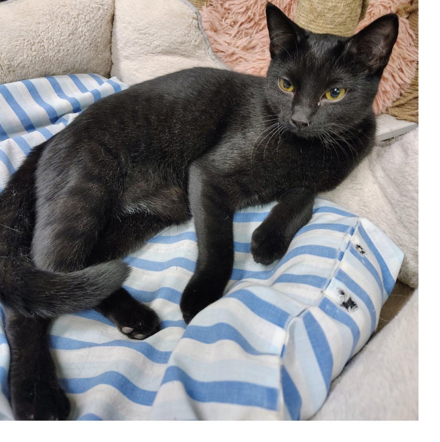Enlarge Molly, a ADOPTABLE Domestic Short Hair in Ontonagon, MI image 1/1