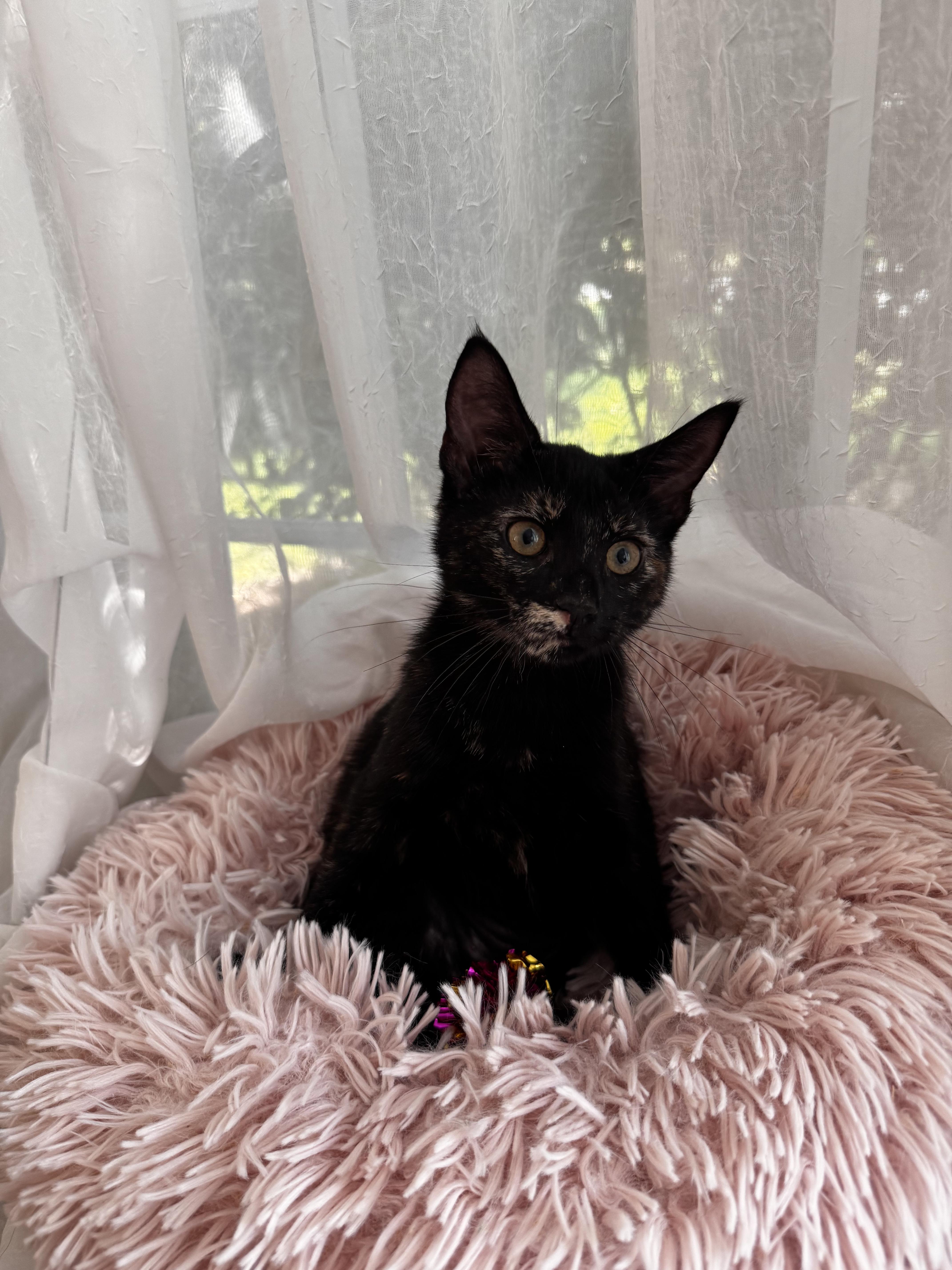 DRAGON, ADOPTABLE, Kitten Female Domestic Short Hair.
