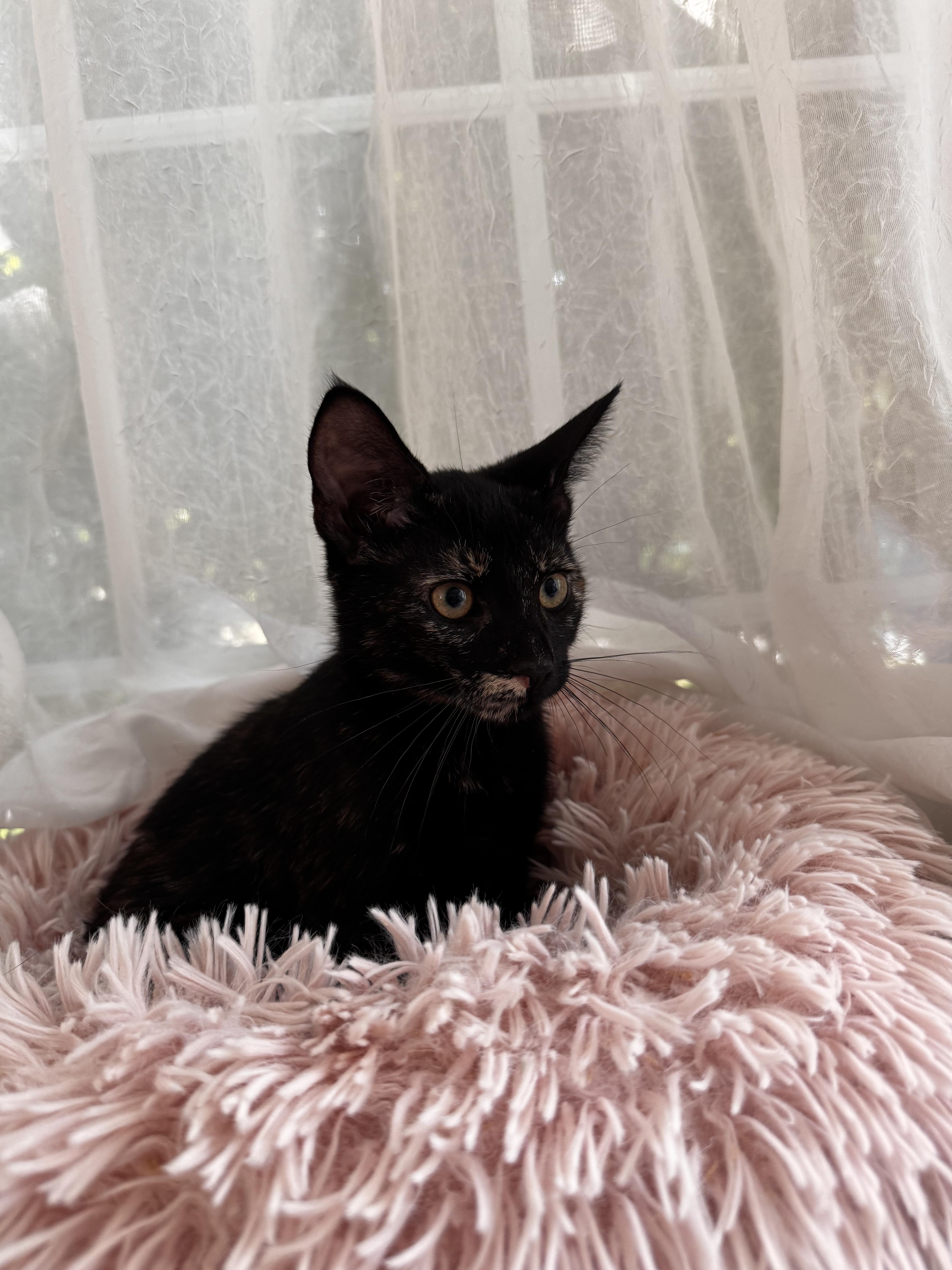 DRAGON, a ADOPTABLE Domestic Short Hair in East Greenwich, RI image 2/6