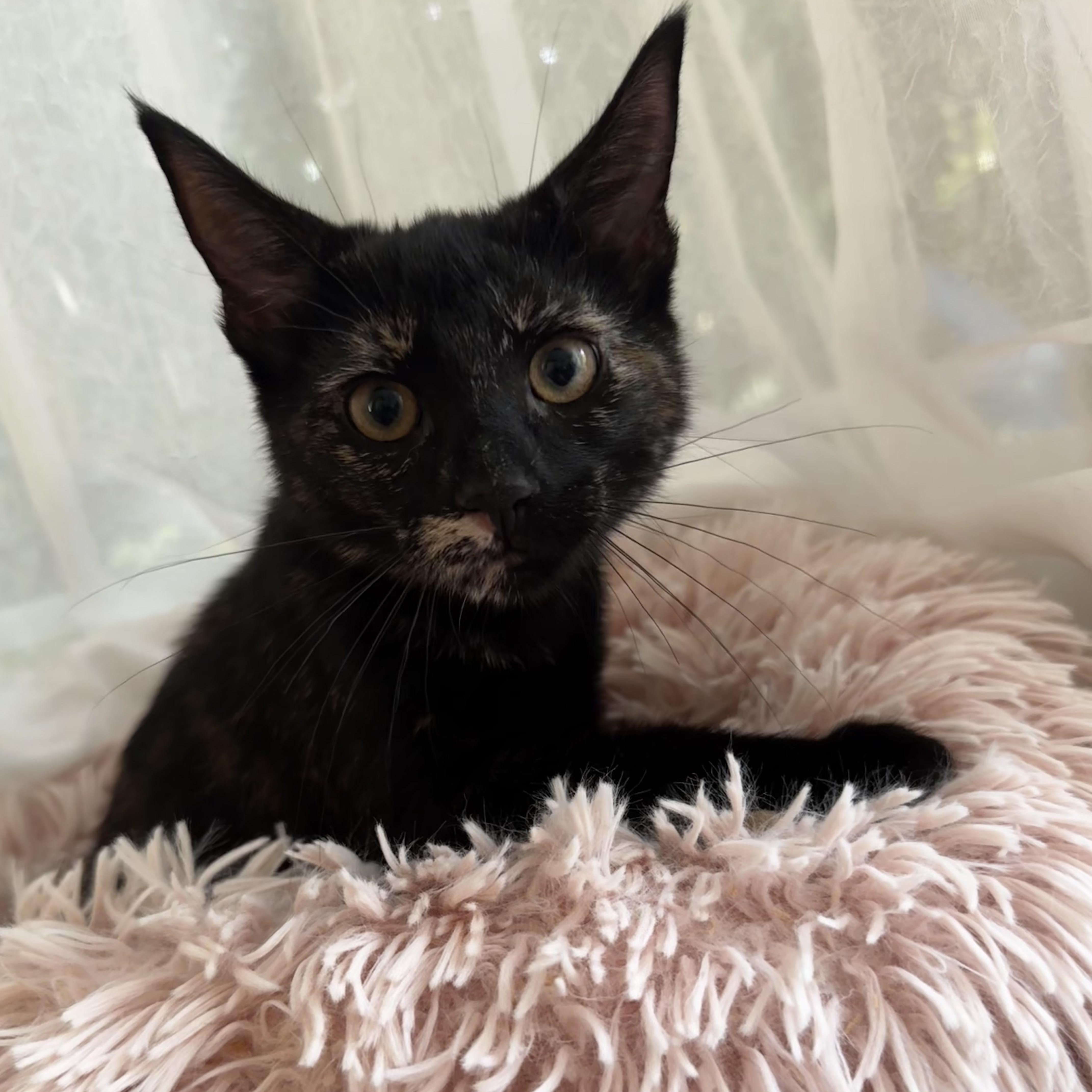 DRAGON, a ADOPTABLE Domestic Short Hair in East Greenwich, RI image 3/6