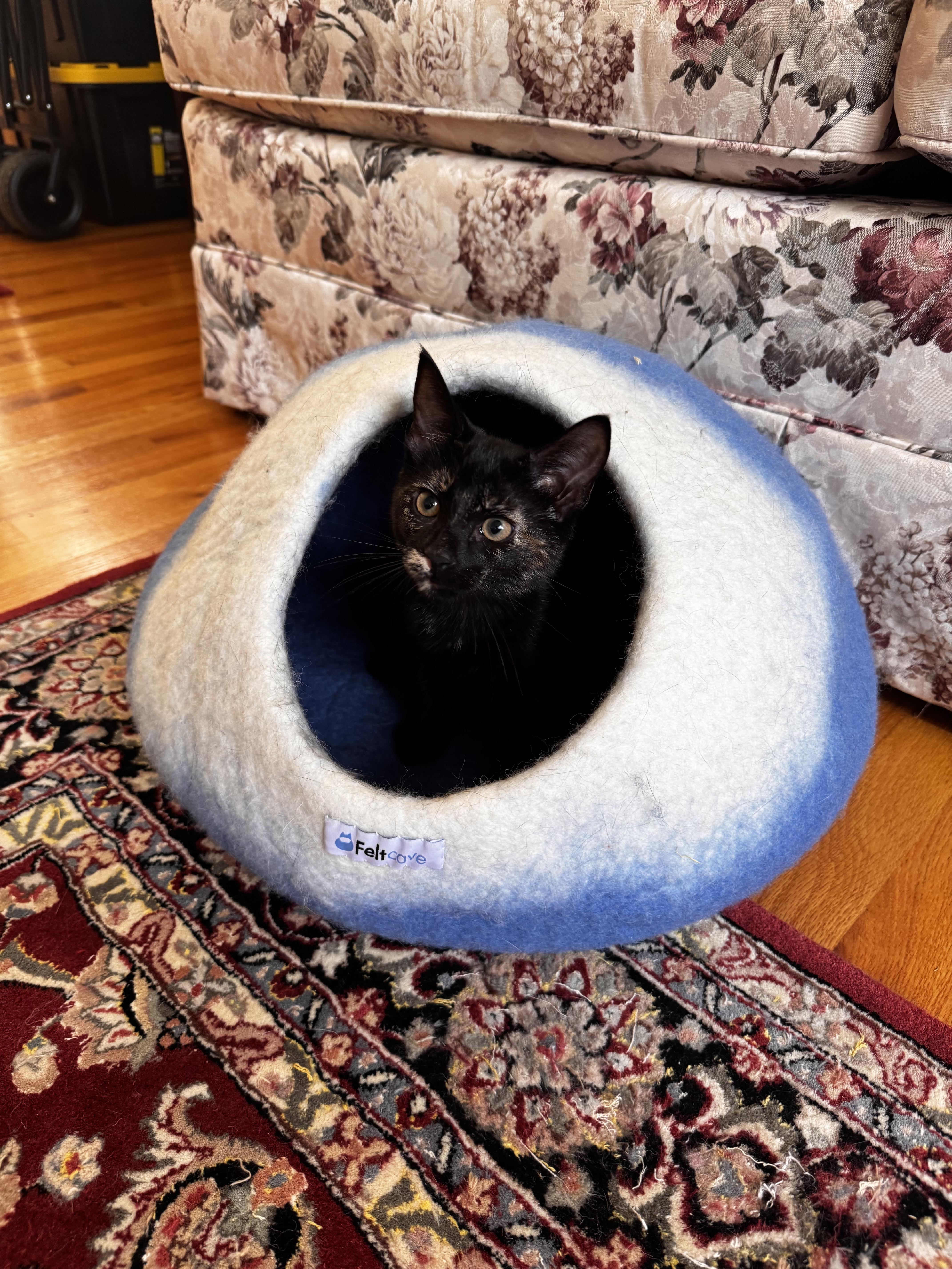 DRAGON, a ADOPTABLE Domestic Short Hair in East Greenwich, RI image 4/6