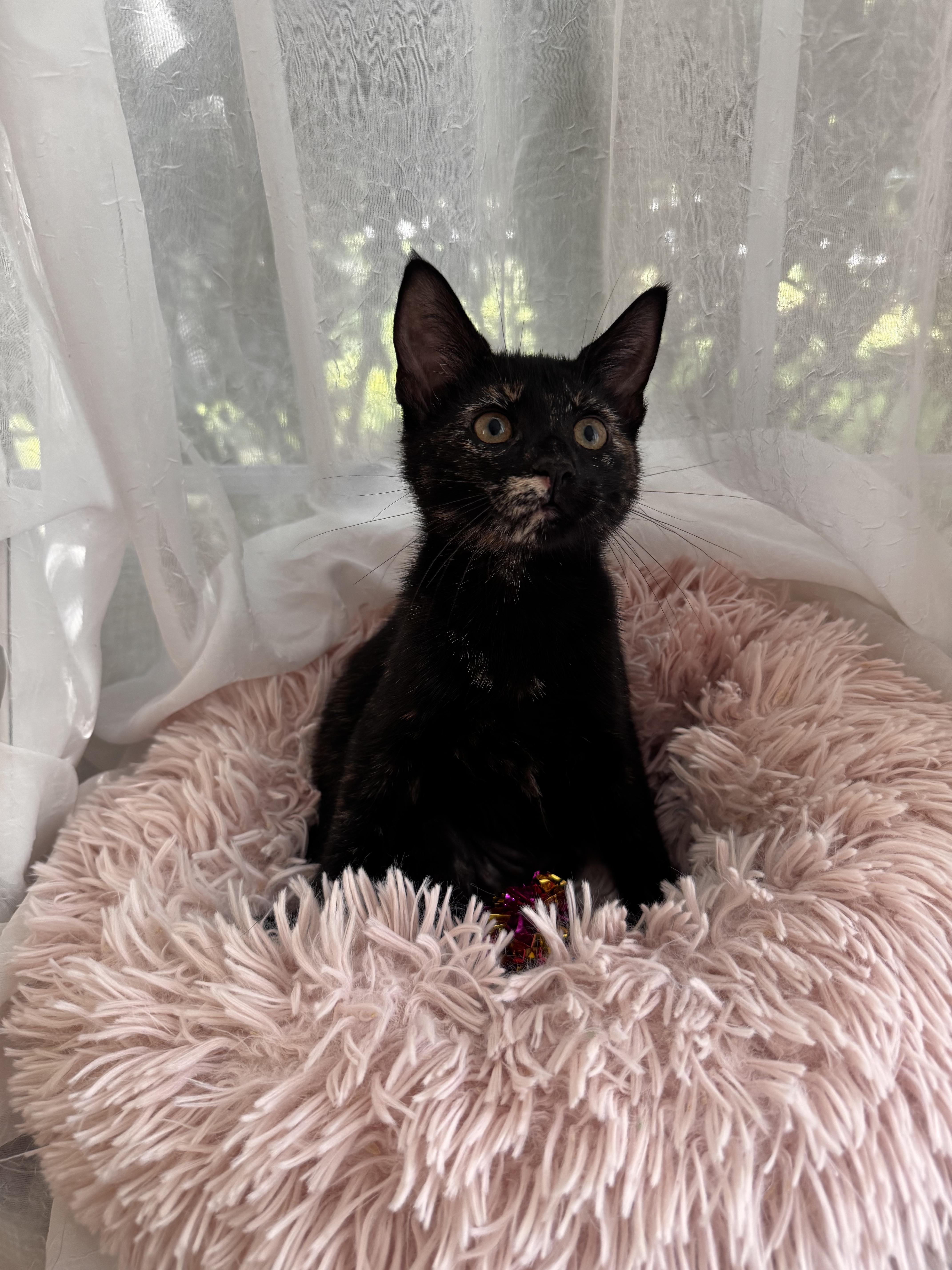 DRAGON, a ADOPTABLE Domestic Short Hair in East Greenwich, RI image 5/6