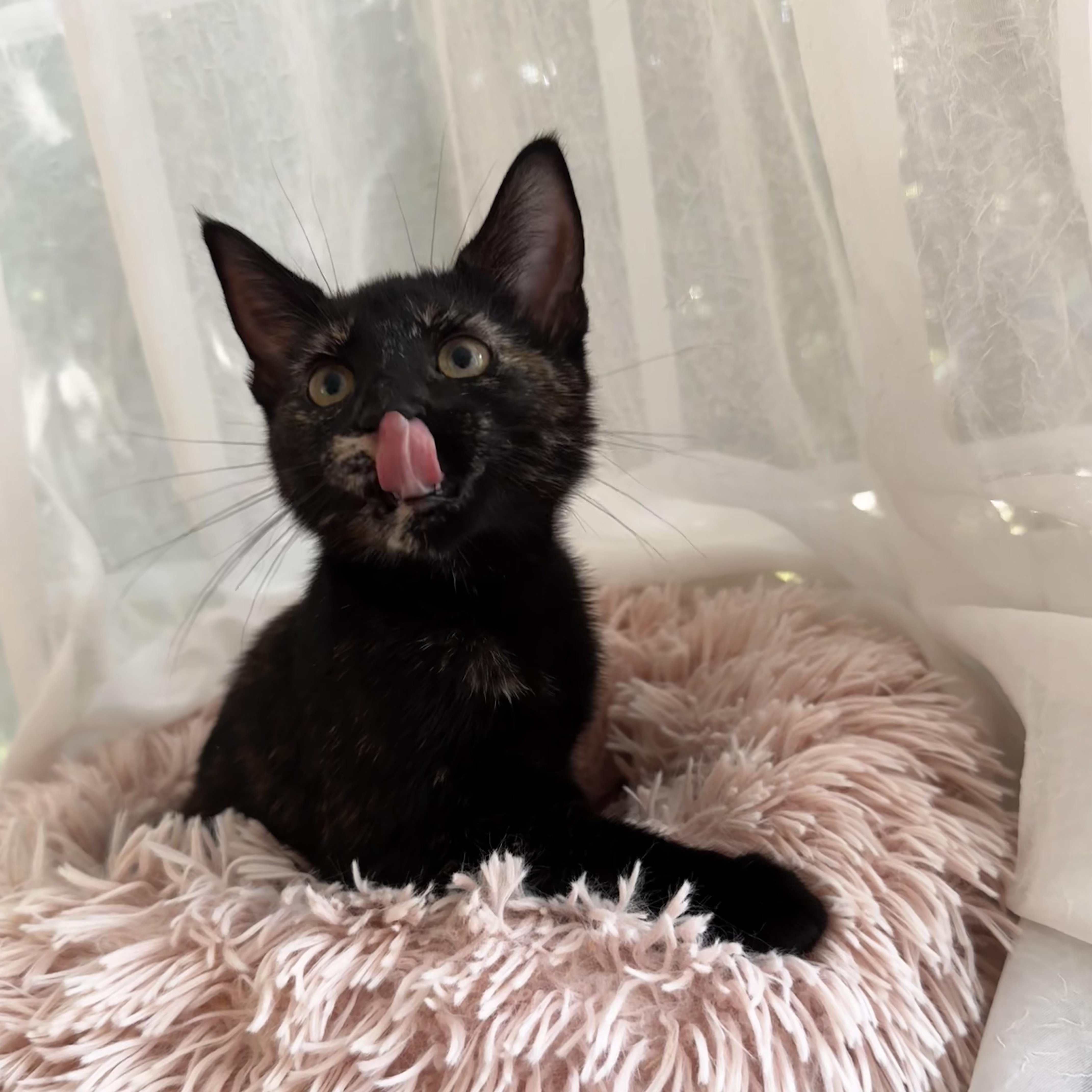 DRAGON, a ADOPTABLE Domestic Short Hair in East Greenwich, RI image 6/6
