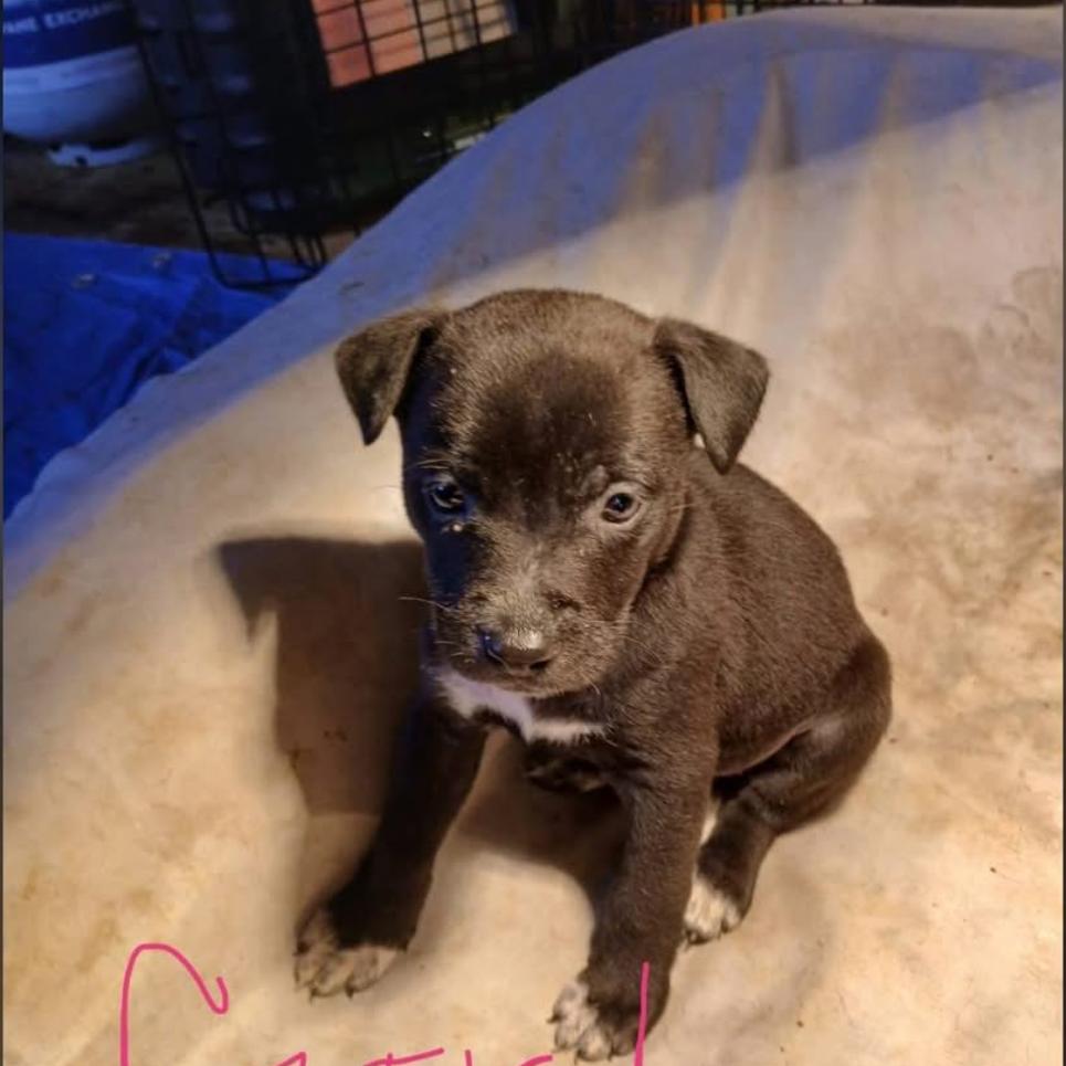 Foxy, a Adoptable Mixed Breed in Joliet, IL image 1/2