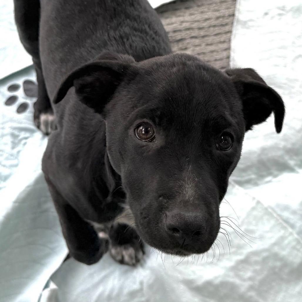 Foxy, a Adoptable Mixed Breed in Joliet, IL image 2/2