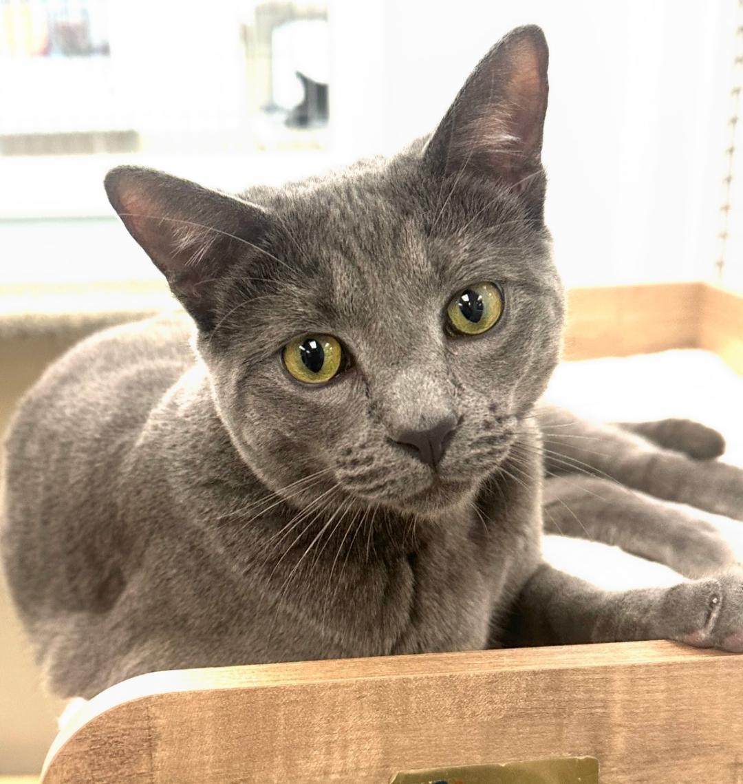 Enlarge Tucson, a Adopted Russian Blue in West Hills, CA image 2/3