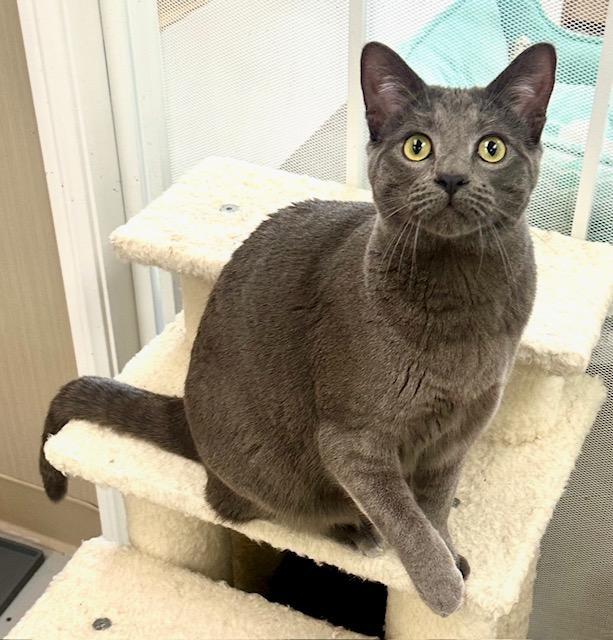 Enlarge Tucson, a Adopted Russian Blue in West Hills, CA image 3/3