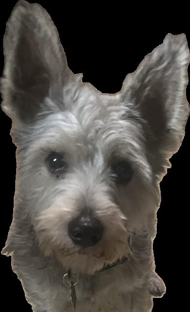 Tom, Adopted, Young Male Schnauzer.