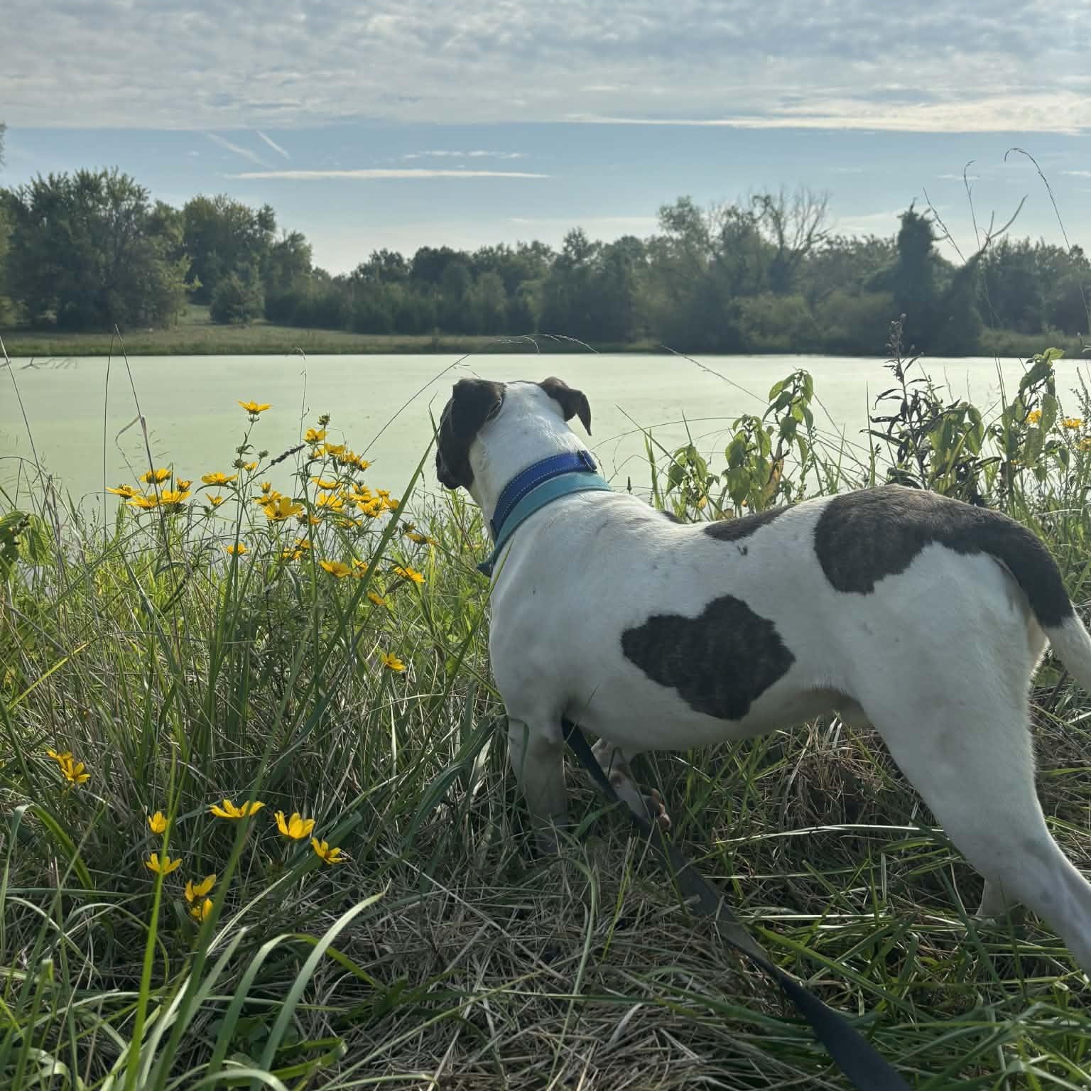 Enlarge Valentino, a ADOPTABLE mixed breed in Kansas City, MO image 2/5