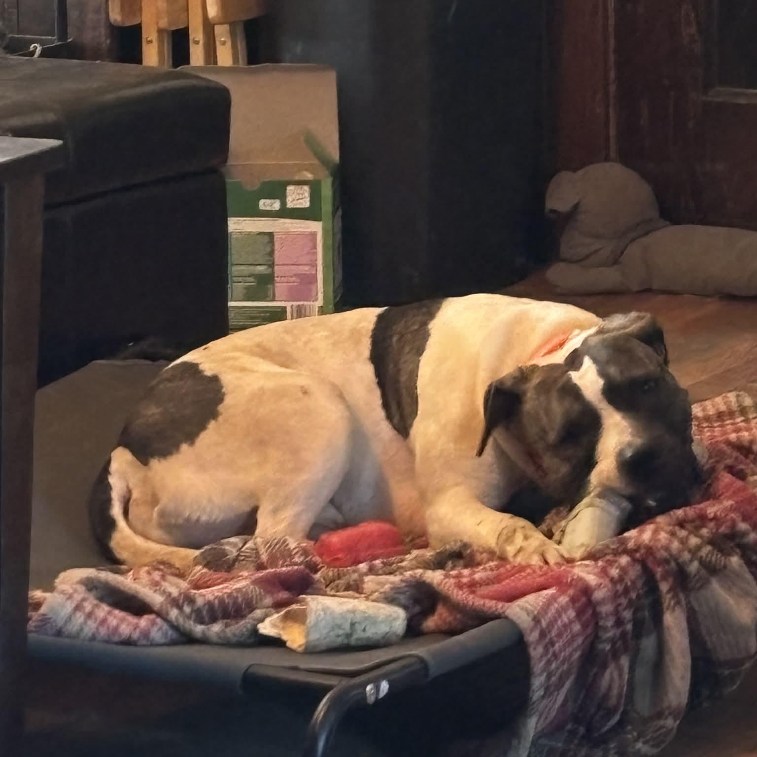 Enlarge Valentino, a ADOPTABLE mixed breed in Kansas City, MO image 4/5