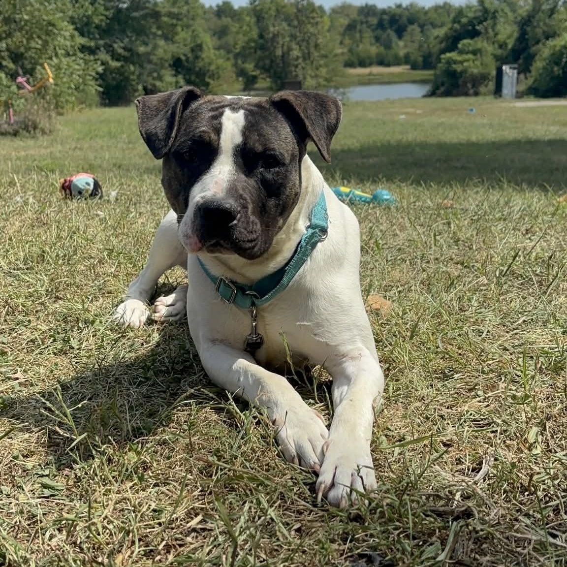 Enlarge Valentino, a ADOPTABLE mixed breed in Kansas City, MO image 1/5