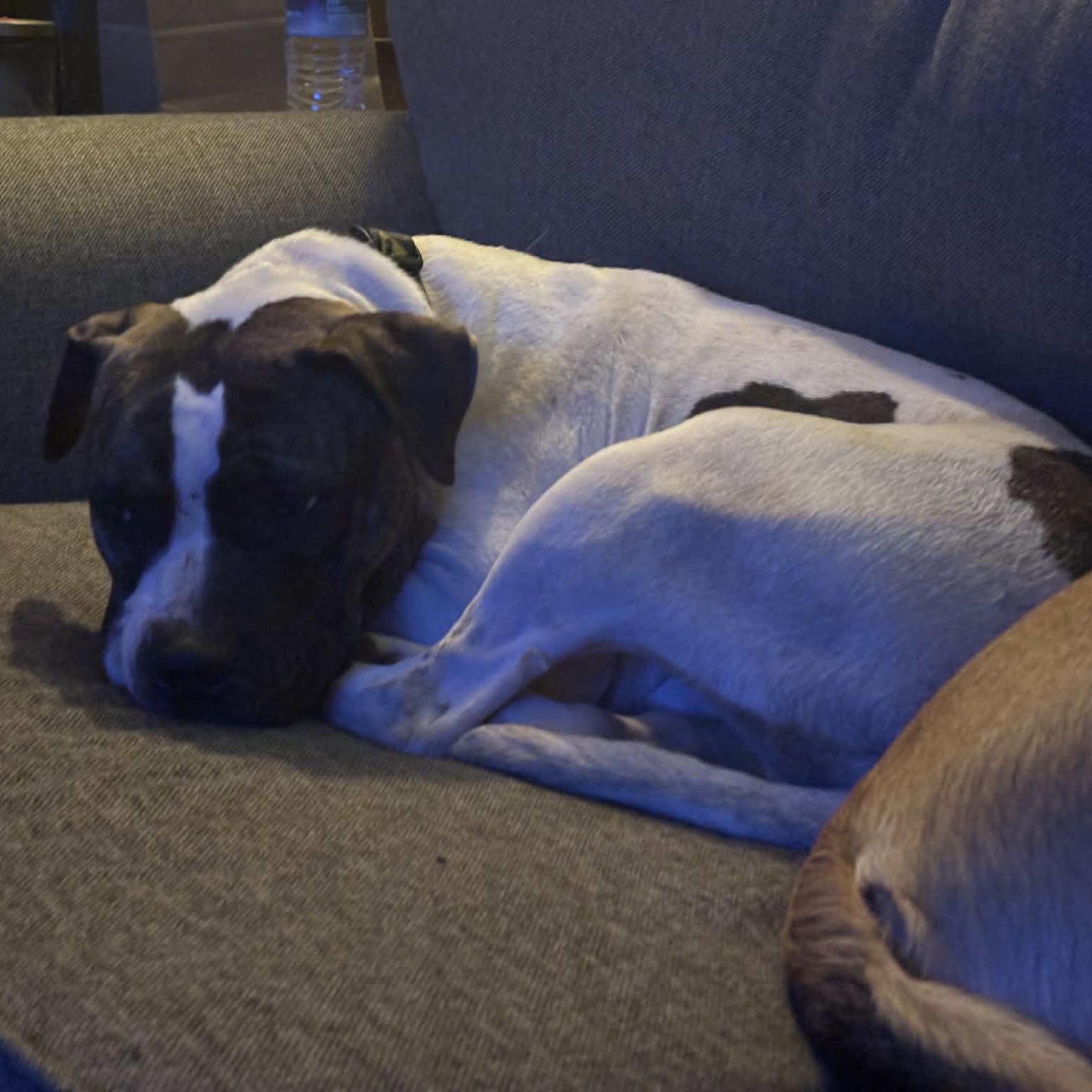 Enlarge Valentino, a ADOPTABLE mixed breed in Kansas City, MO image 5/5