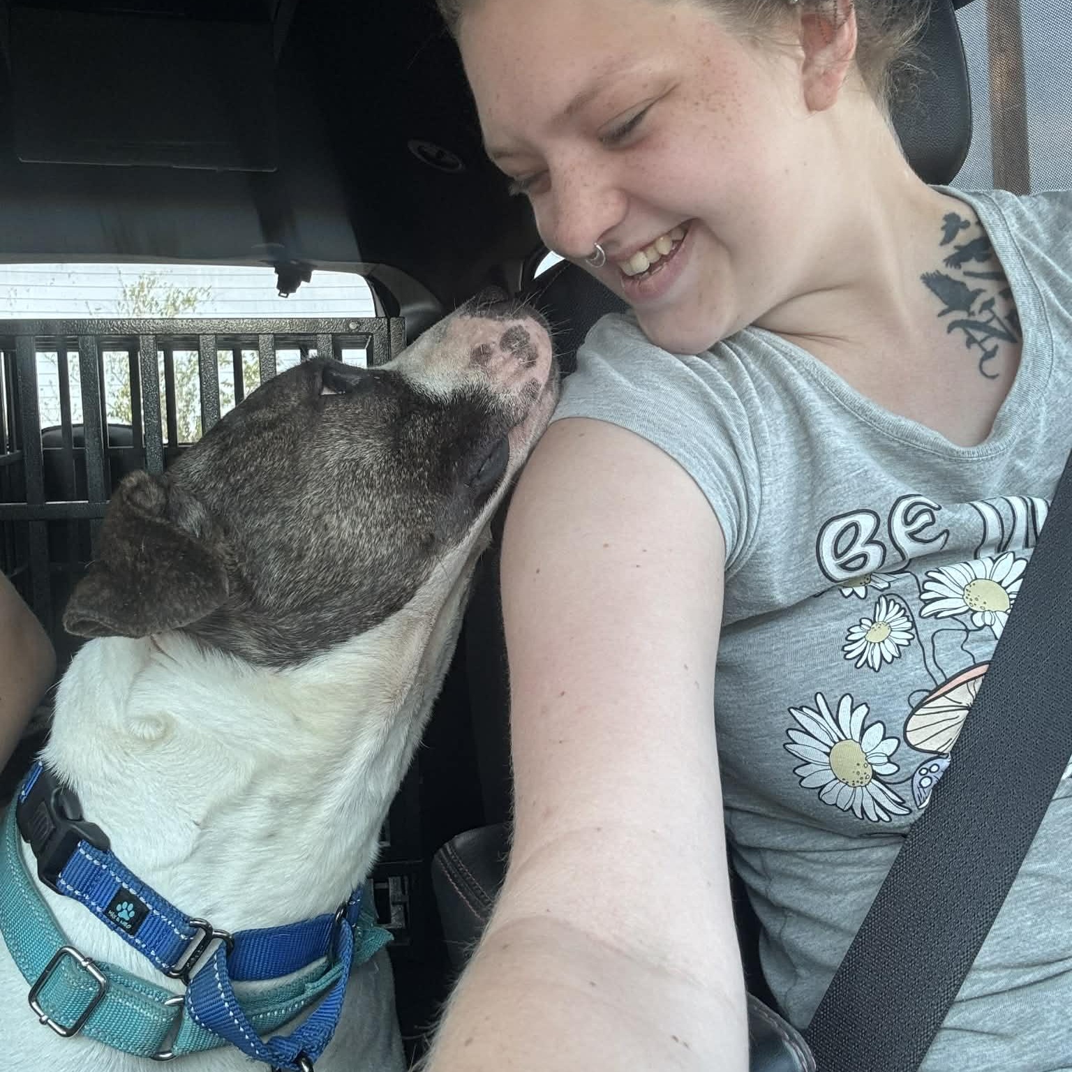 Enlarge Valentino, a ADOPTABLE mixed breed in Kansas City, MO image 3/5