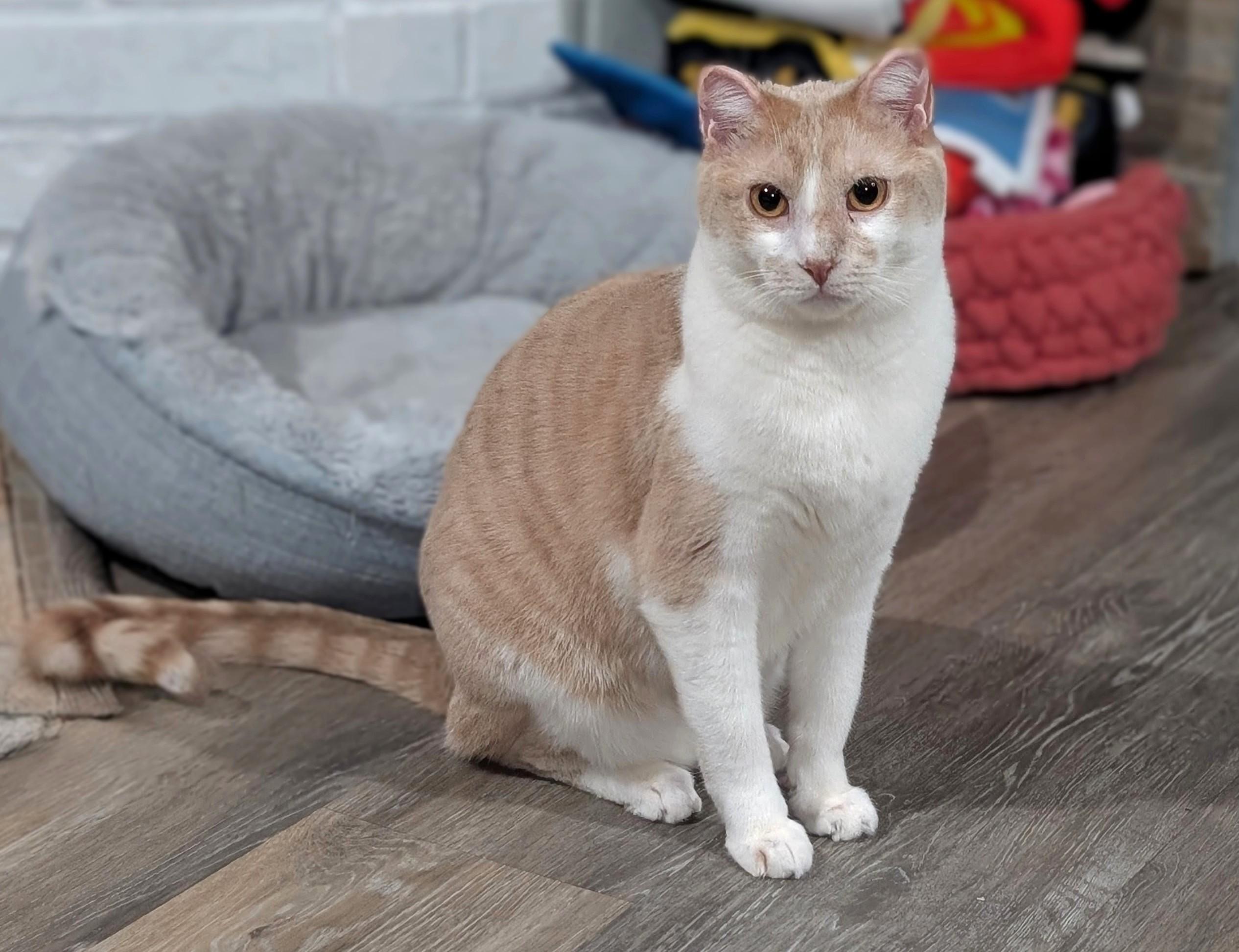 Smokey, ADOPTABLE, Adult Male Domestic Short Hair.