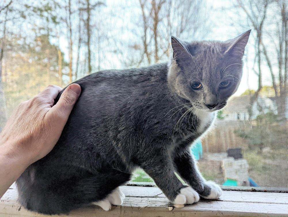 Enlarge Blossom, a Adoptable Domestic Short Hair in Virginia Beach, VA image 1/1