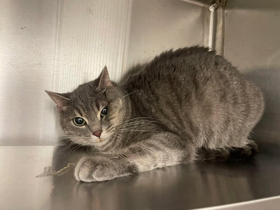Enlarge Ash, a Adopted mixed breed in Springdale, AR image 1/1