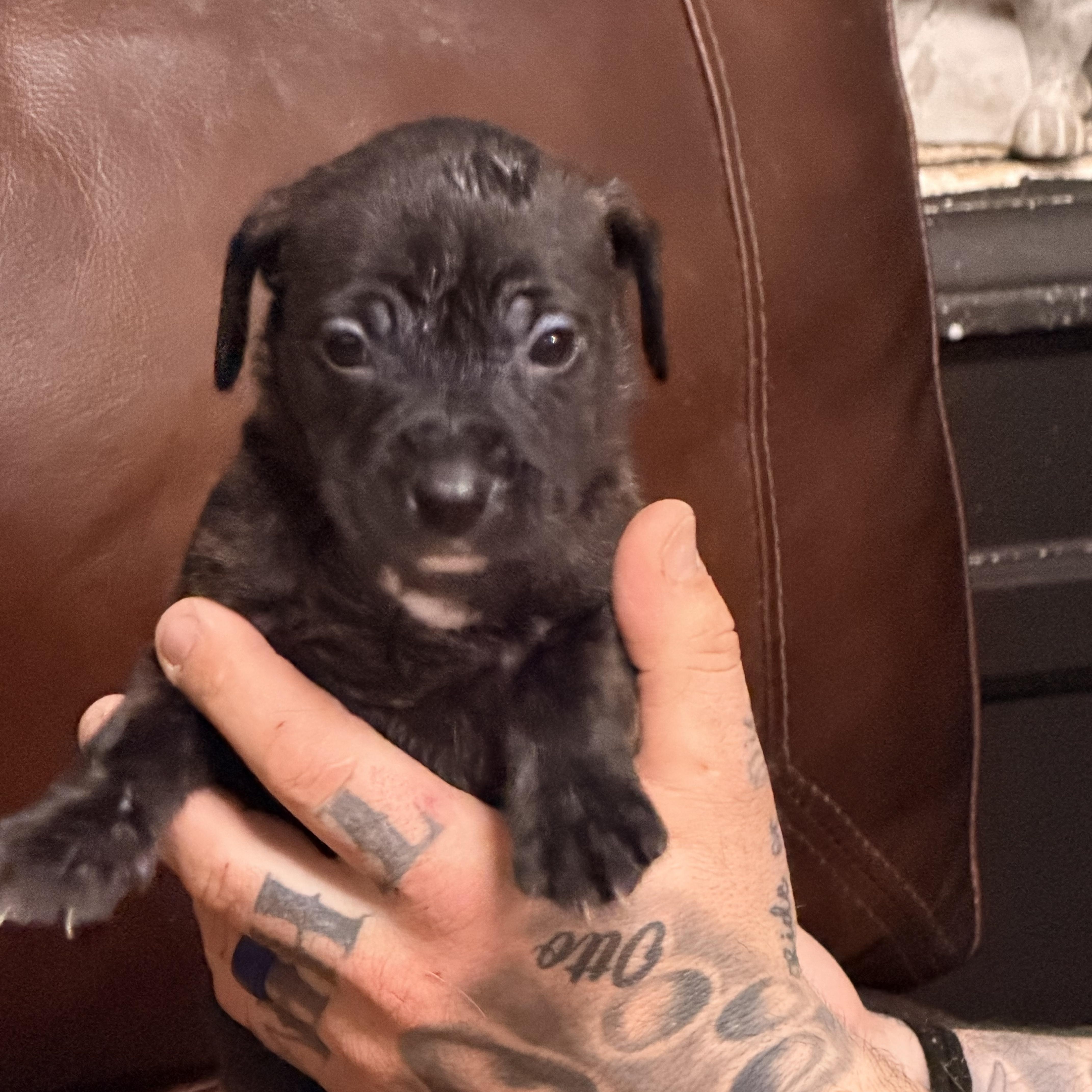 Enlarge Genie, a ADOPTABLE mixed breed in Wilmington, IL image 4/5