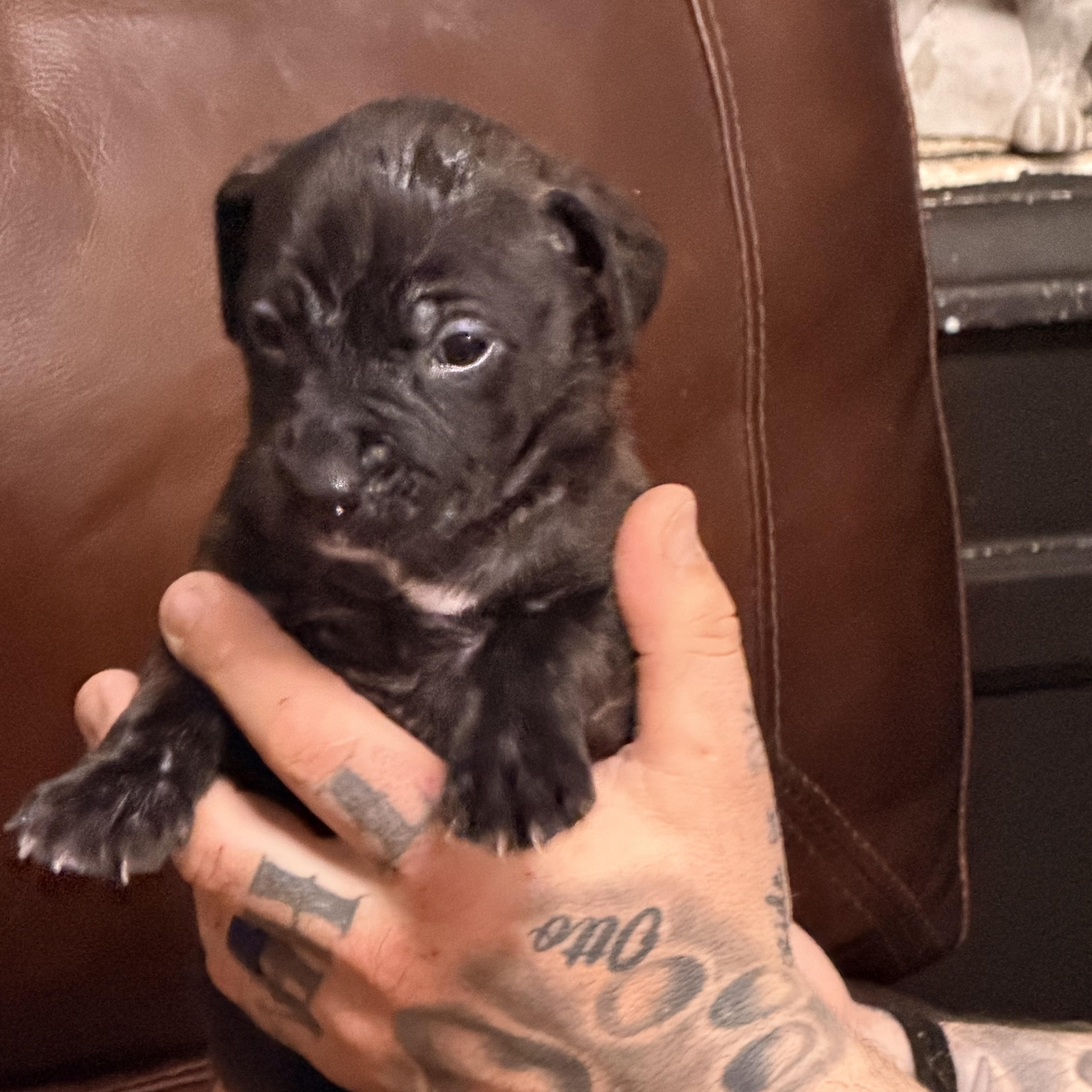 Enlarge Genie, a ADOPTABLE mixed breed in Wilmington, IL image 3/5