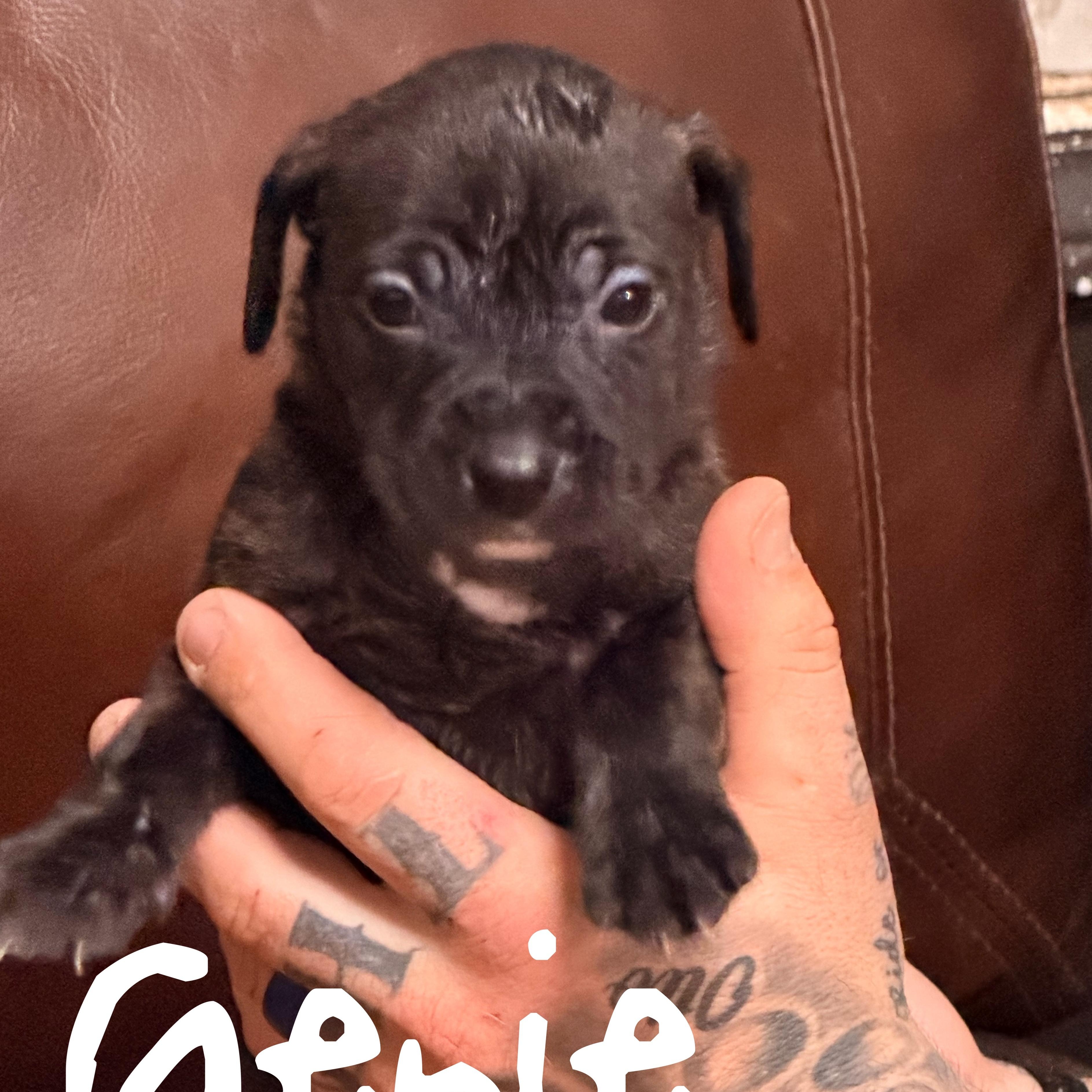 Genie, ADOPTABLE, Puppy Female Pit Bull Terrier & Hound.