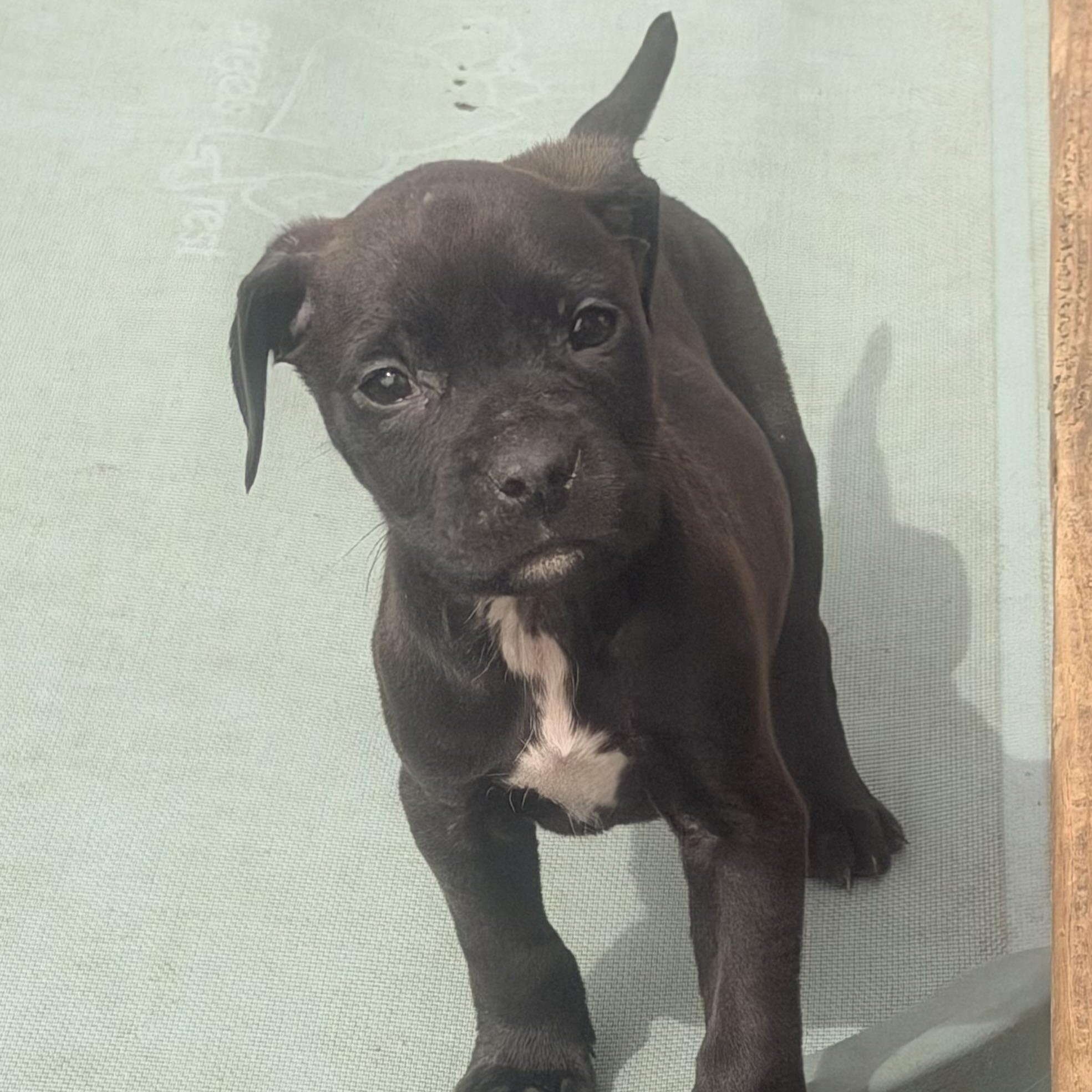 Enlarge Genie, an adopted mixed breed in Wilmington, IL image 1/2