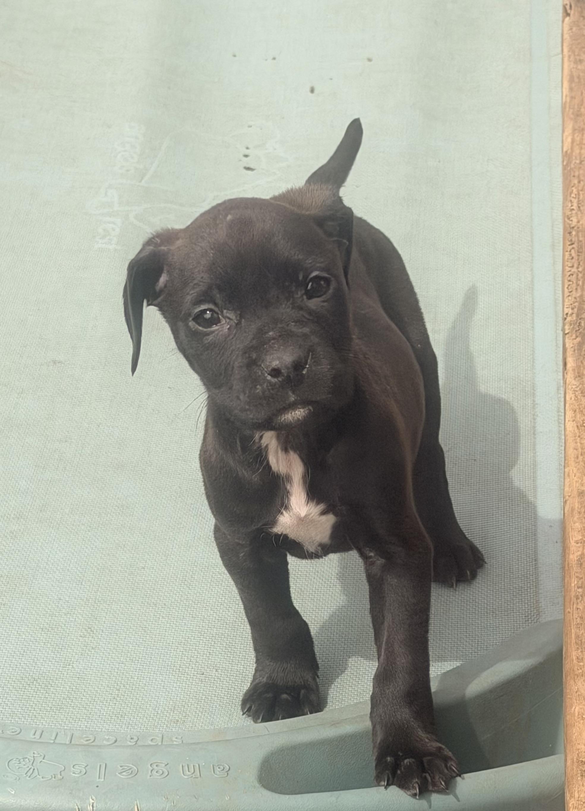 Enlarge Genie, a ADOPTABLE mixed breed in Wilmington, IL image 1/2