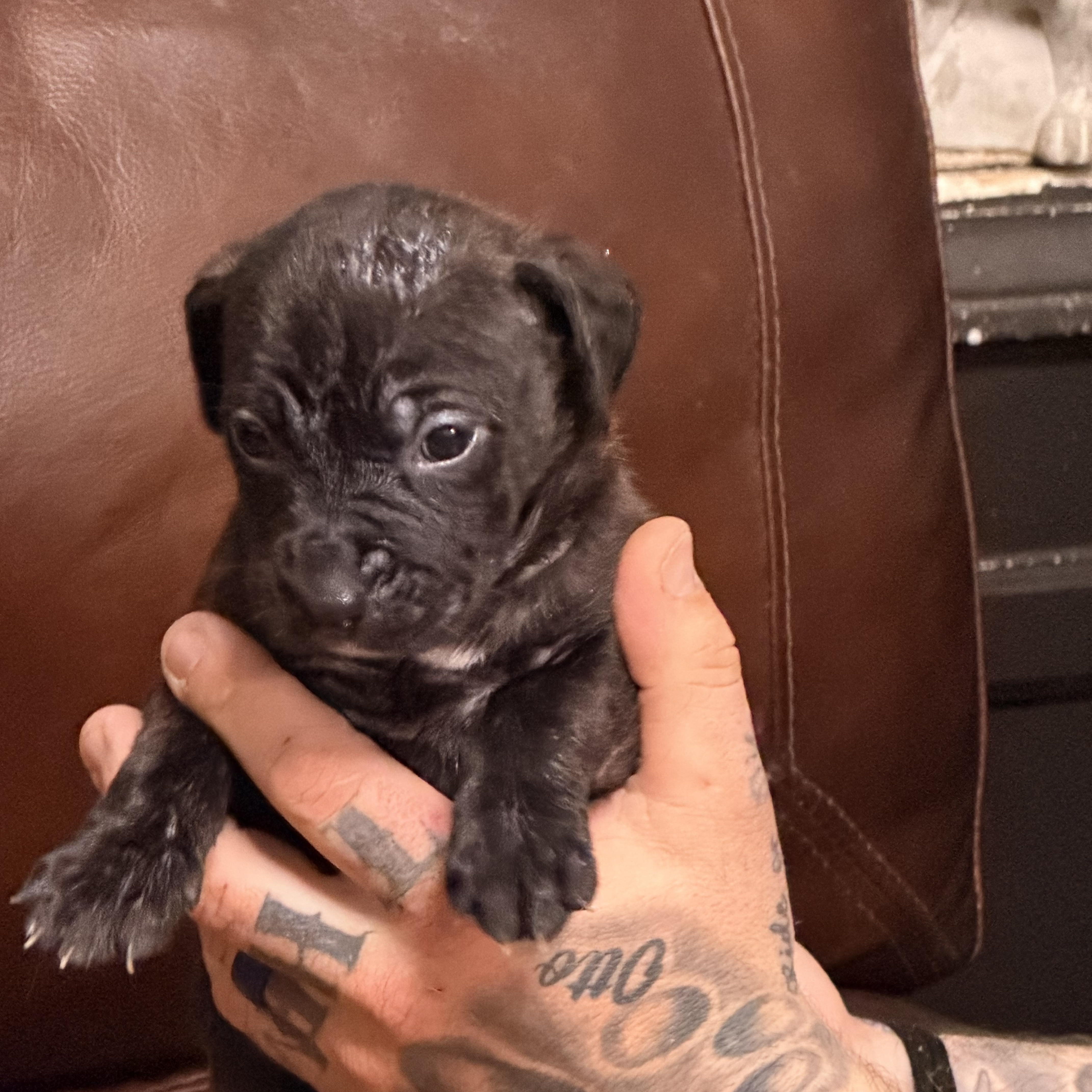 Enlarge Genie, a ADOPTABLE mixed breed in Wilmington, IL image 2/5