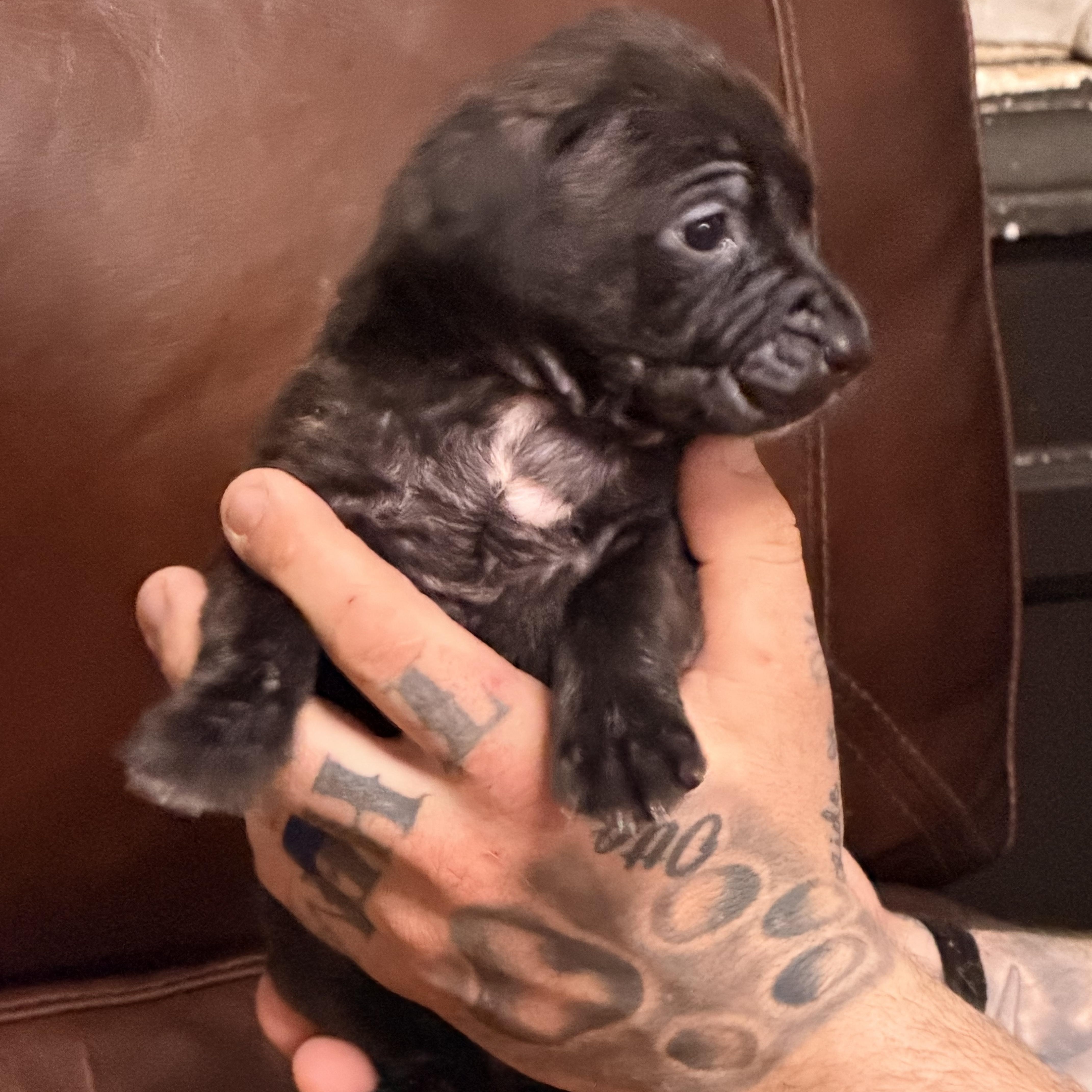 Enlarge Genie, a ADOPTABLE mixed breed in Wilmington, IL image 5/5