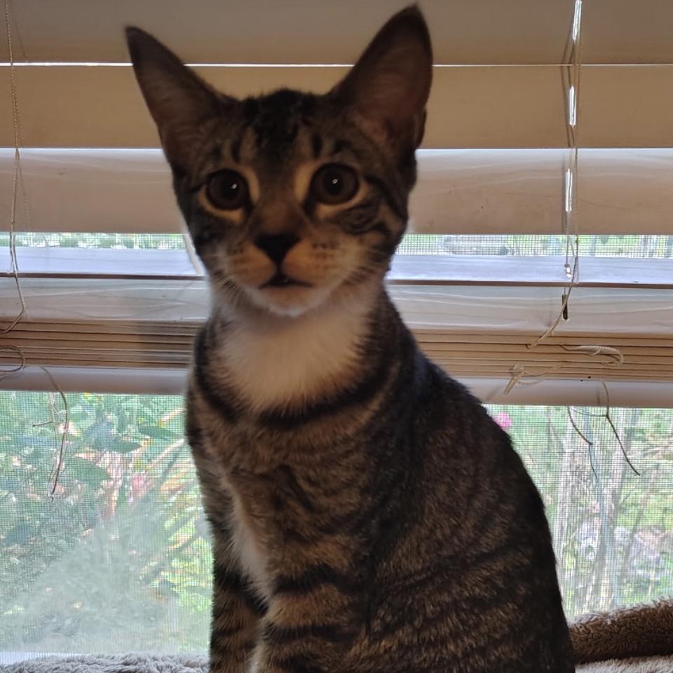 Enlarge Willow, a Adoptable Domestic Short Hair in North Port, FL image 1/1