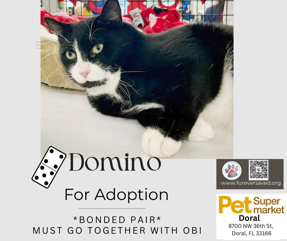 Enlarge Obi and Domino - ^^Bonded Pair^^, a ADOPTABLE Domestic Short Hair in Miami, FL image 2/6