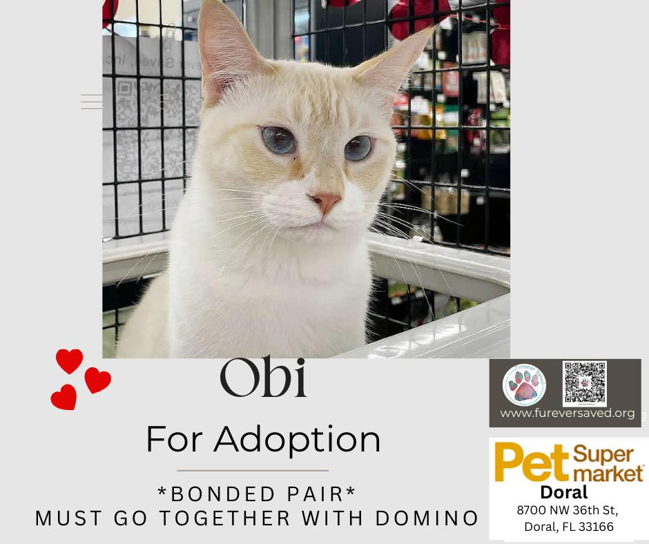 Enlarge Obi and Domino - ^^Bonded Pair^^, a ADOPTABLE Domestic Short Hair in Miami, FL image 4/6
